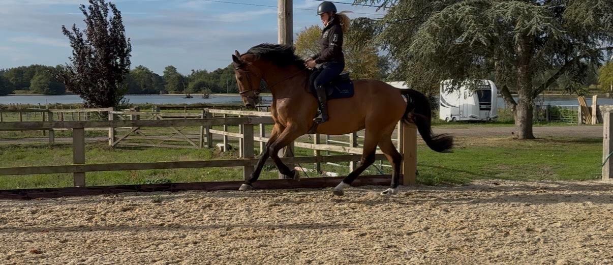 Bury St. Edmunds "Tiny" Bay Gelding Show Jumper