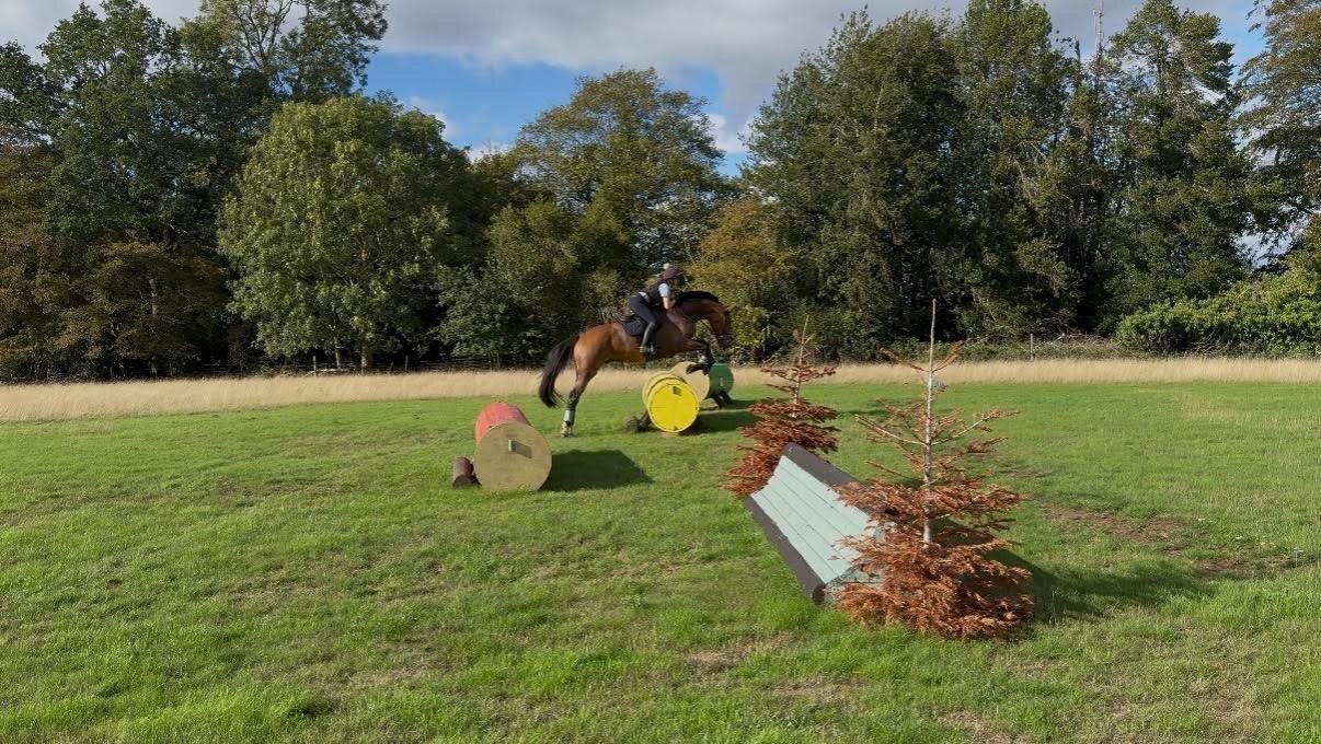 "Tiny" Bay Gelding Show Jumper - Horses in Bury St. Edmunds