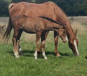 "Zoe" Chestnut Mare Broodmare
