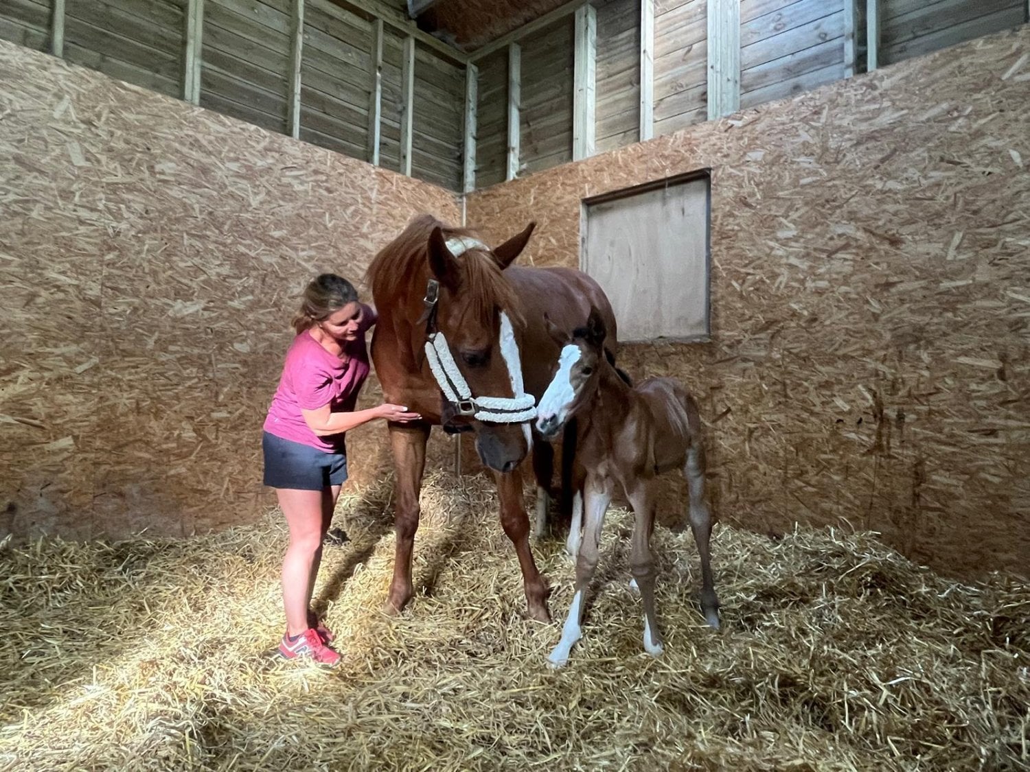 "Zoe" Chestnut Mare Broodmare