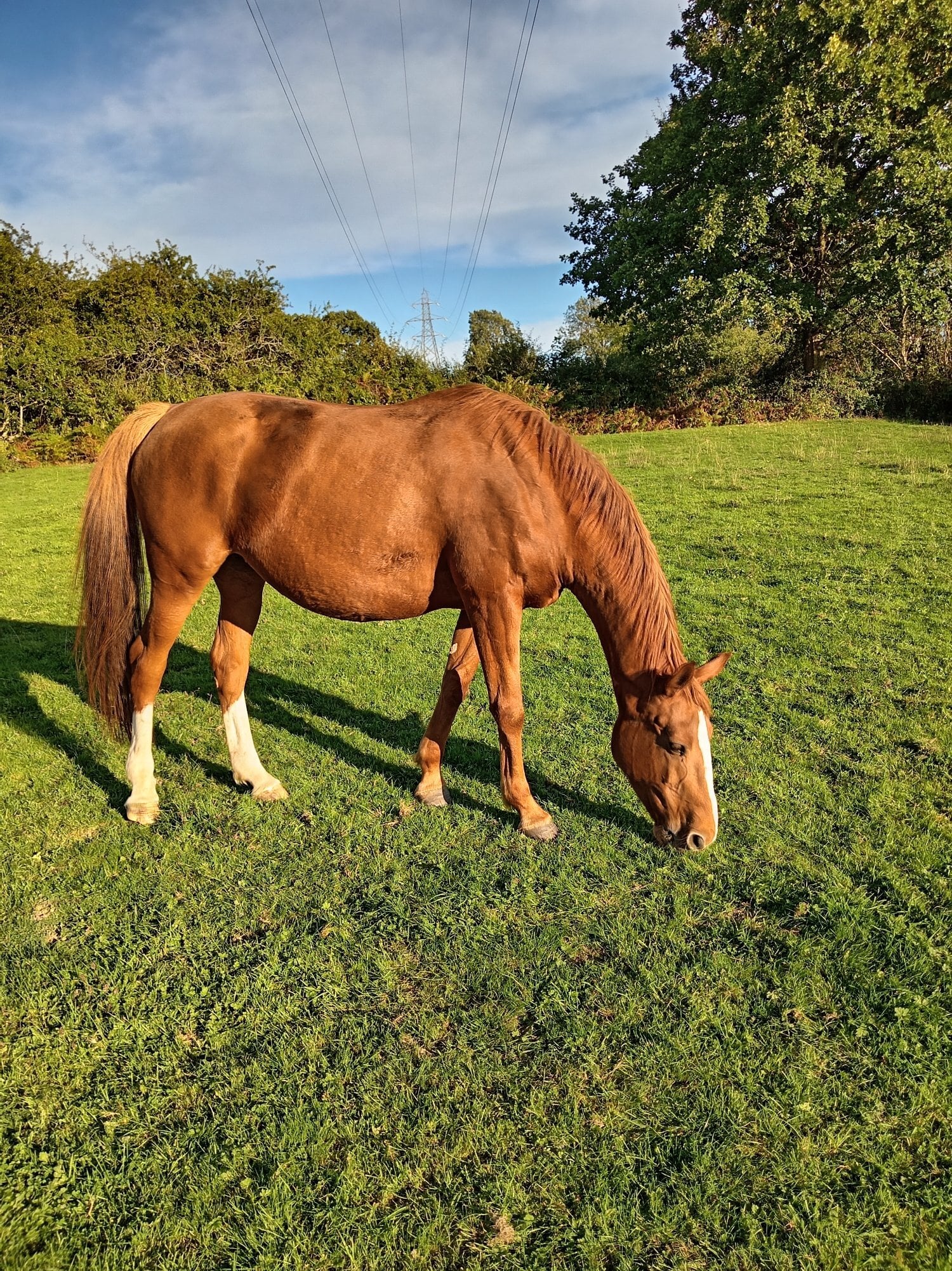 Heathfield "Zoe" Chestnut Mare Broodmare