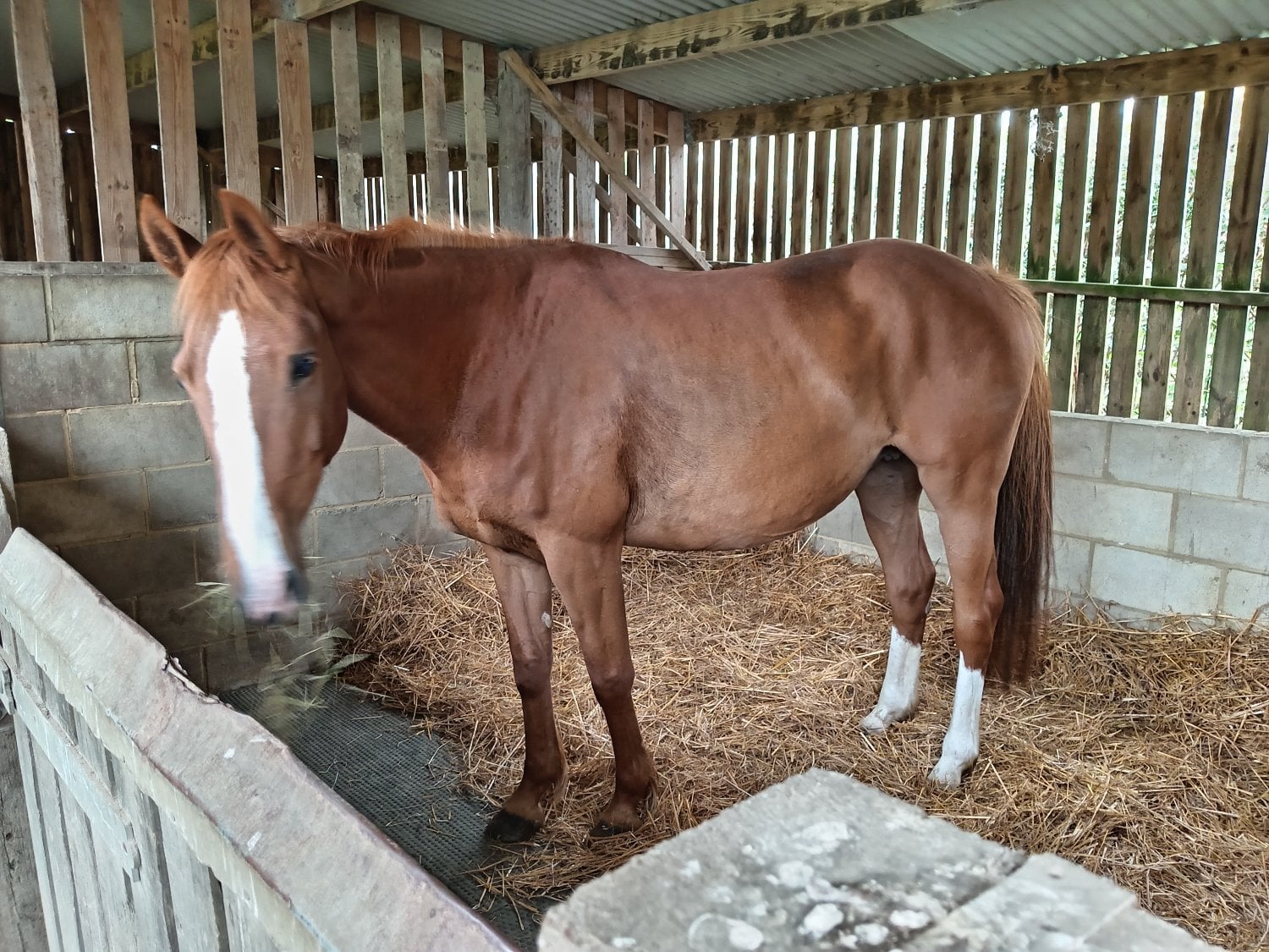 "Zoe" Chestnut Mare Broodmare - Horses in Heathfield