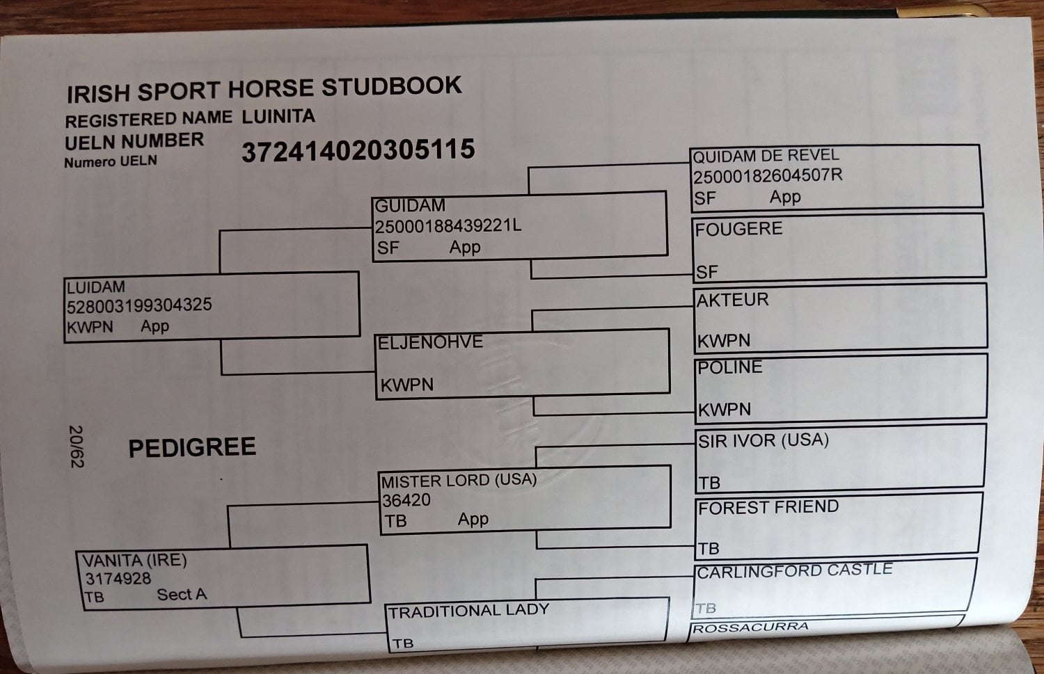 "Zoe" Chestnut Mare Broodmare - Horses