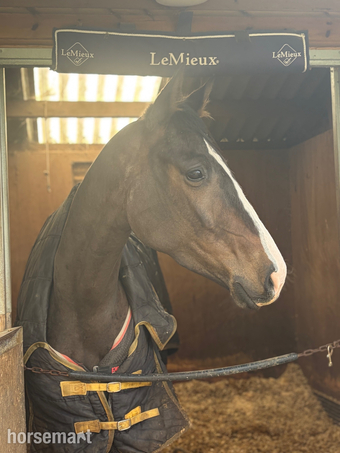 "Radish ? " Bay Mare All Rounder
