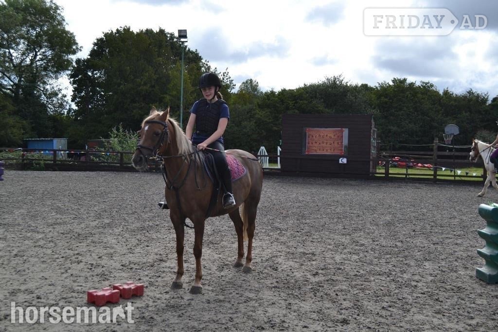 "Millie" Chestnut Mare All Rounder in Allhallows