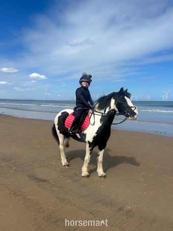 "Luna " Piebald Mare Cob/Heavy Horse
