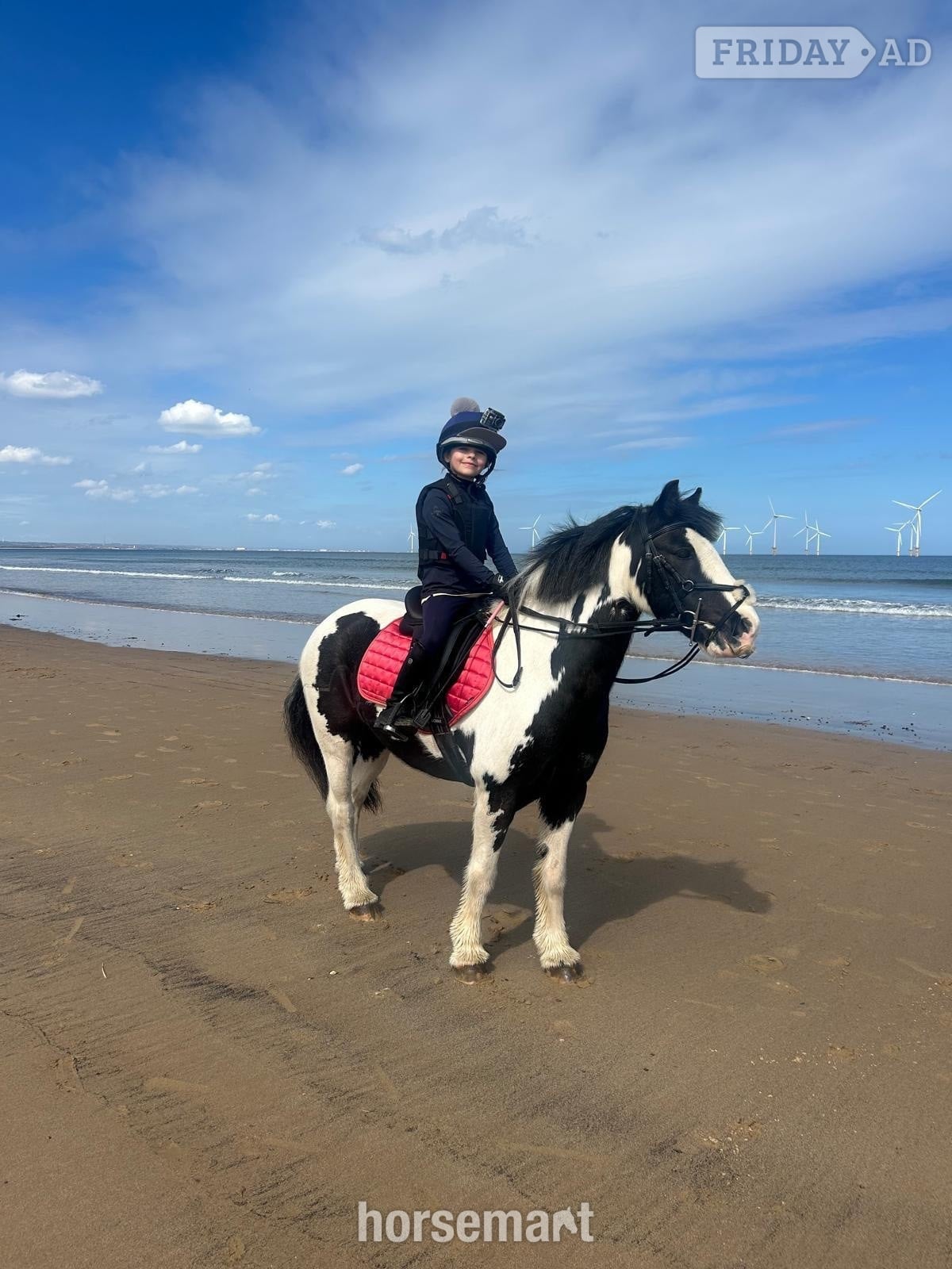 "Luna " Piebald Mare Cob/Heavy Horse in Middlesbrough