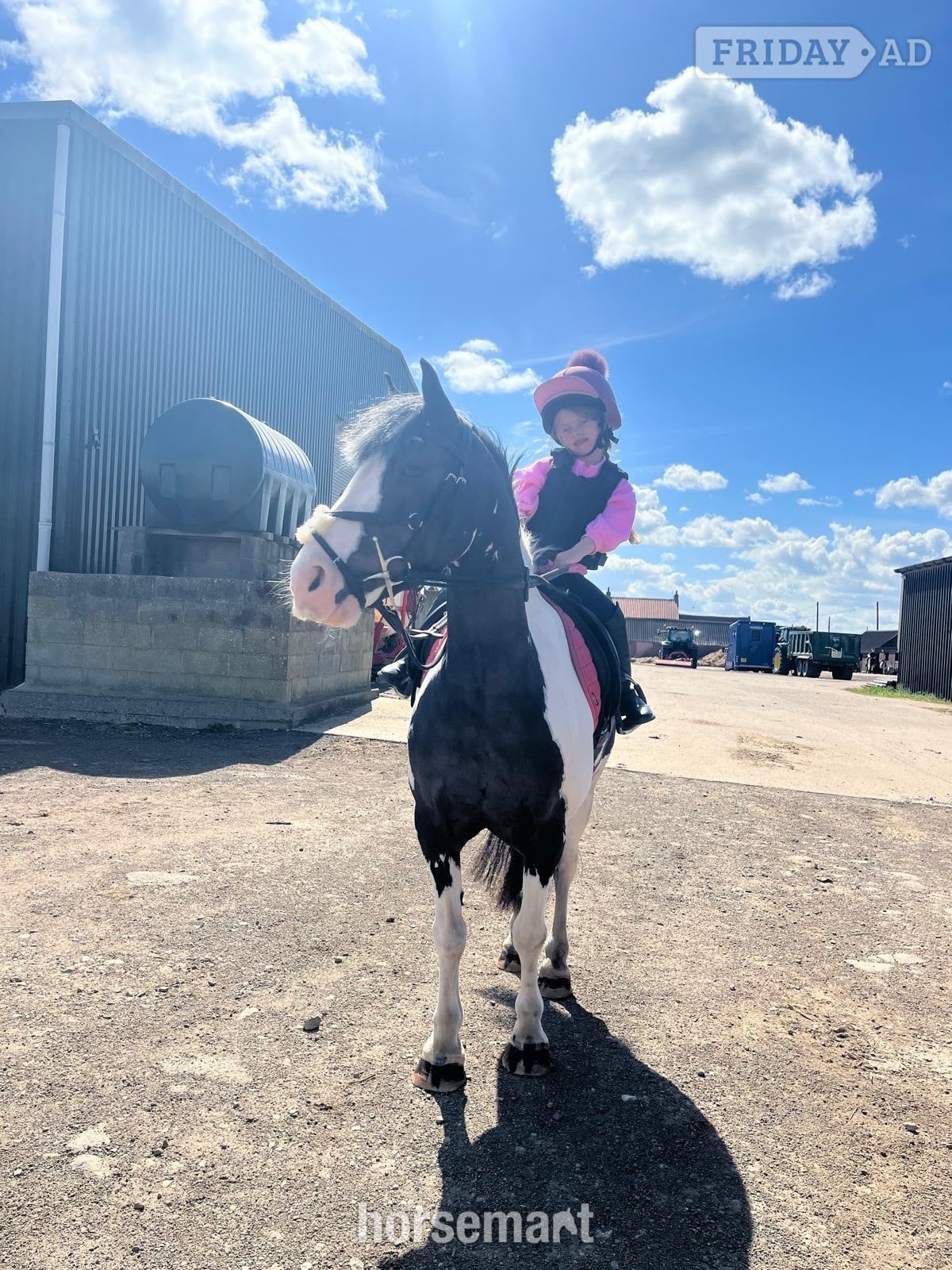 "Luna " Piebald Mare Cob/Heavy Horse