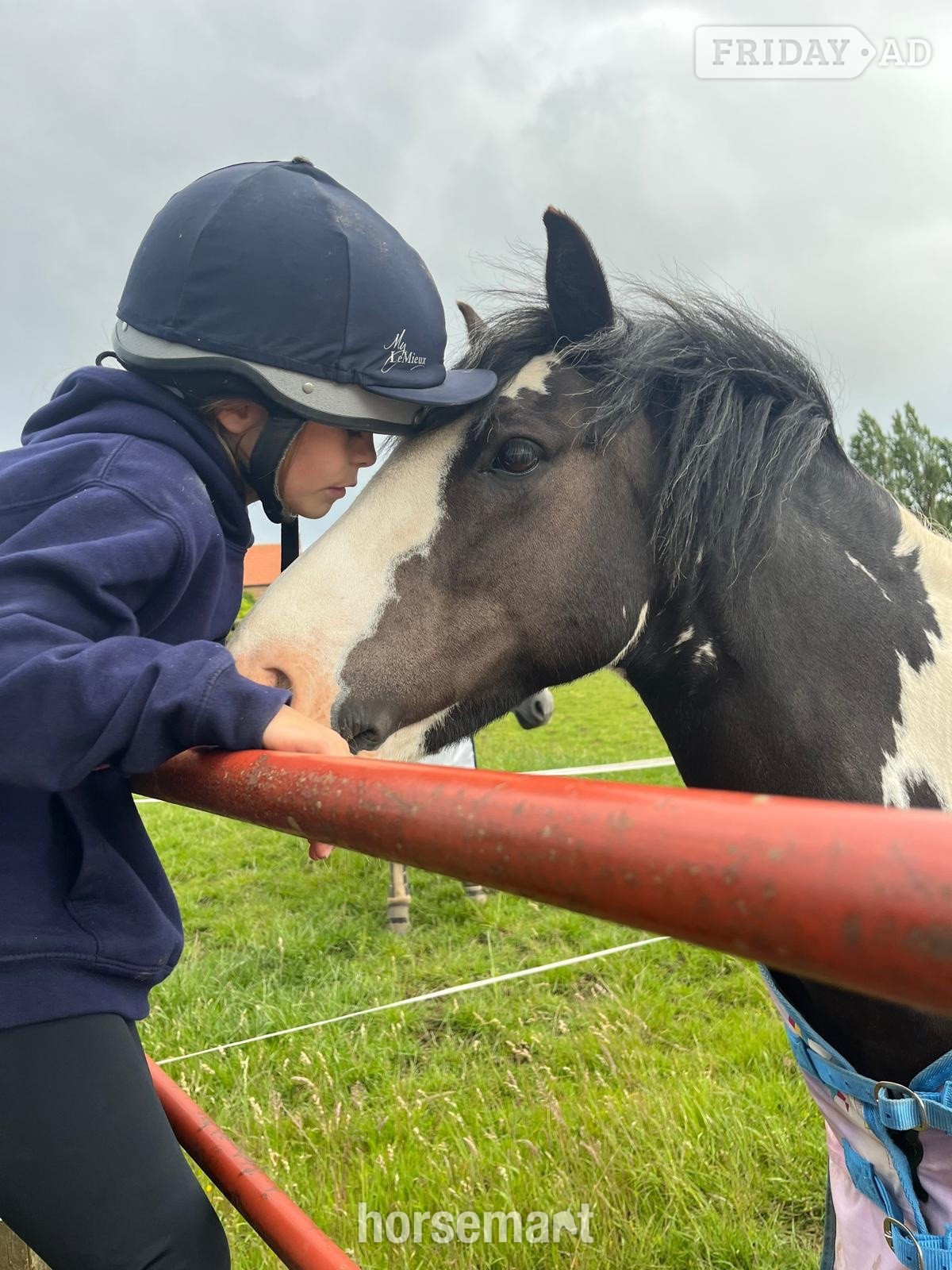 Middlesbrough "Luna " Piebald Mare Cob/Heavy Horse