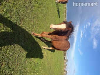 "Greatwarford Anthony " Chestnut Colt Youngstock / Foal