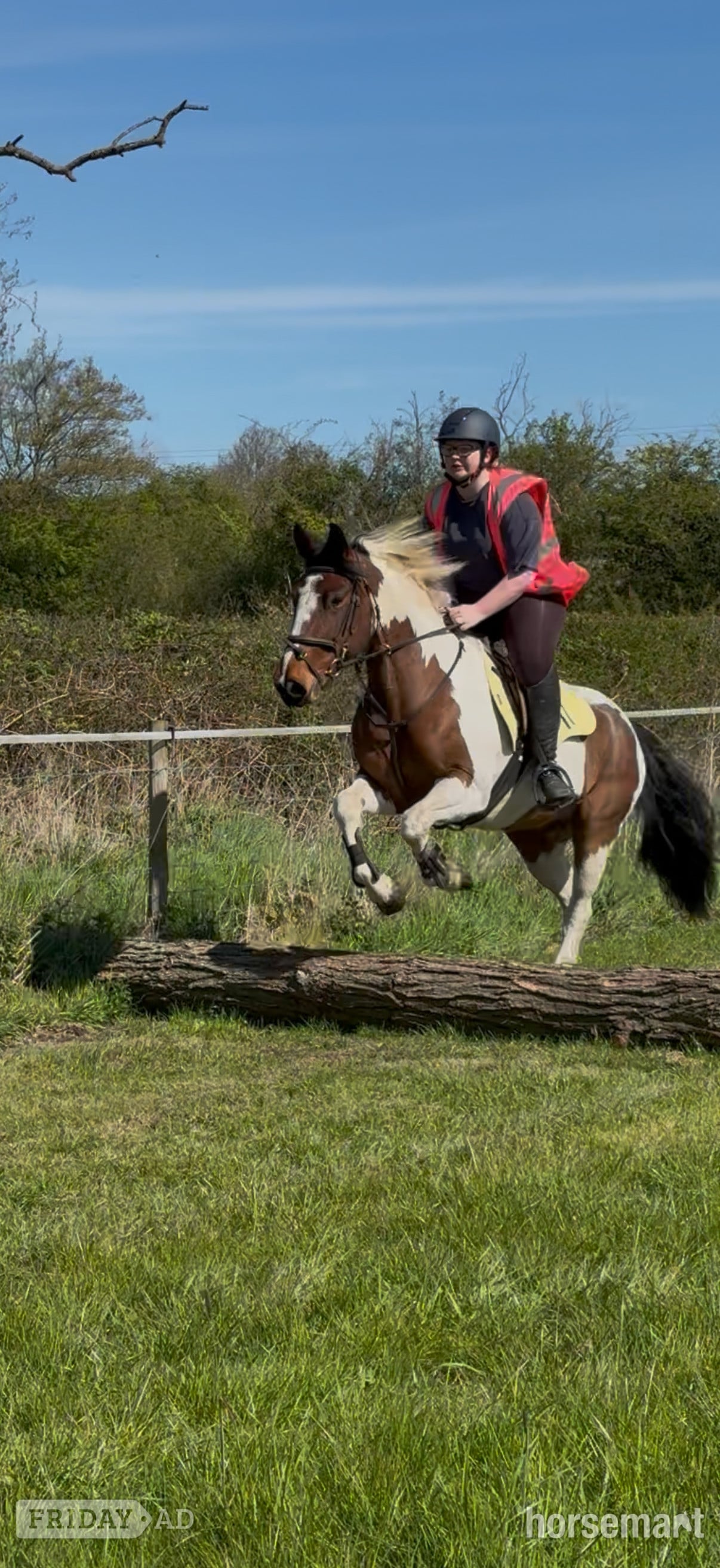 "Bella" Skewbald Mare All Rounder