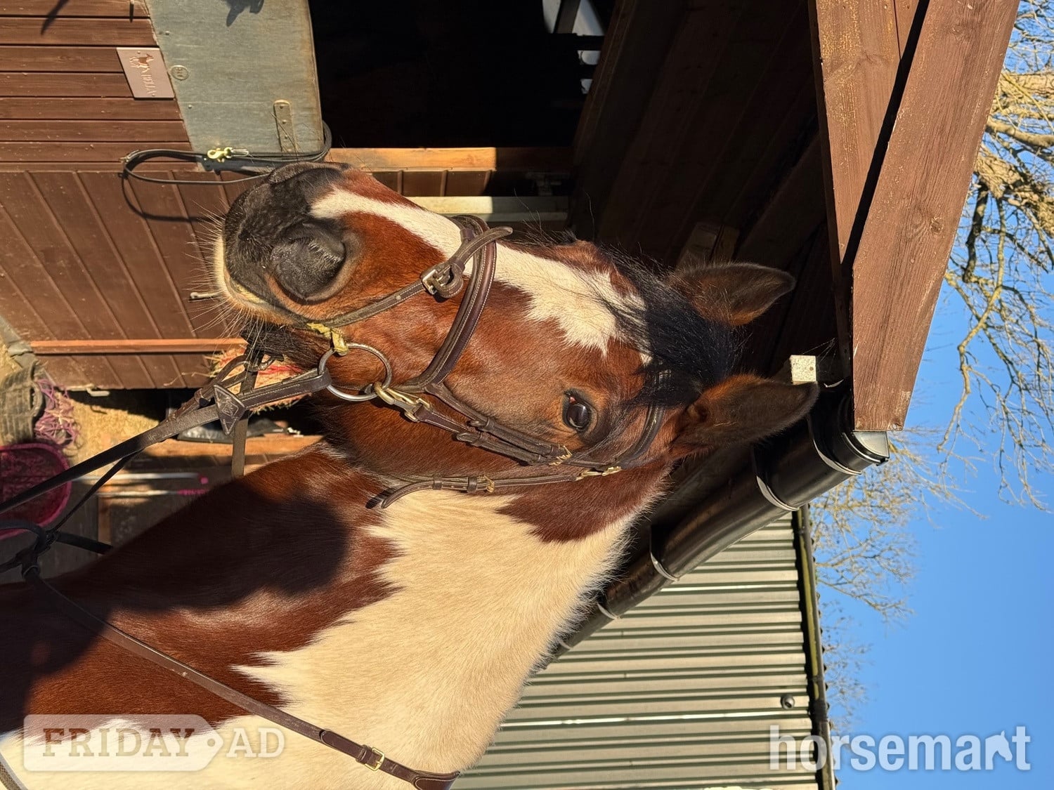 "Bella" Skewbald Mare All Rounder - Horses in Leicester