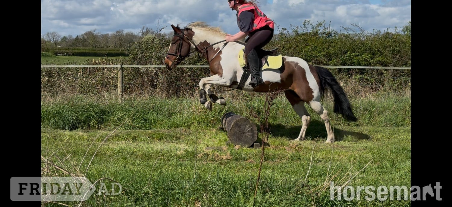 "Bella" Skewbald Mare All Rounder in Leicester