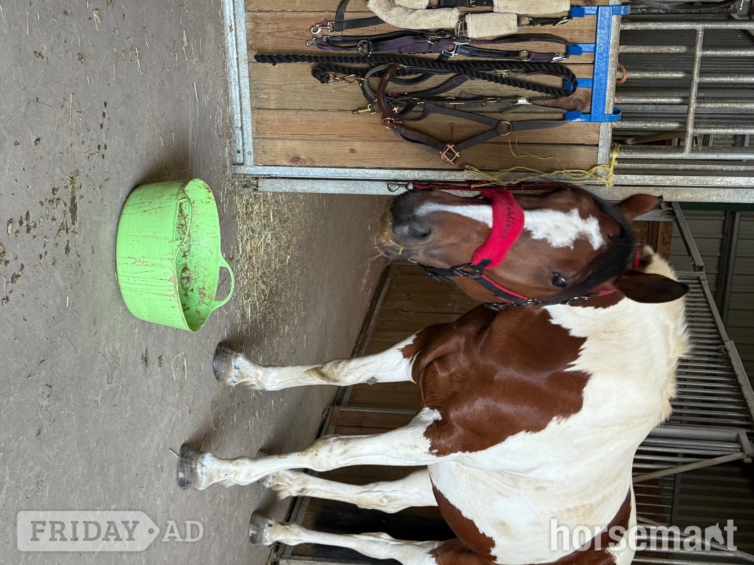 "Bella" Skewbald Mare All Rounder - Horses