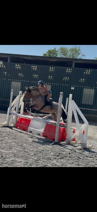"Mr Pink " Strawberry Roan Gelding All Rounder