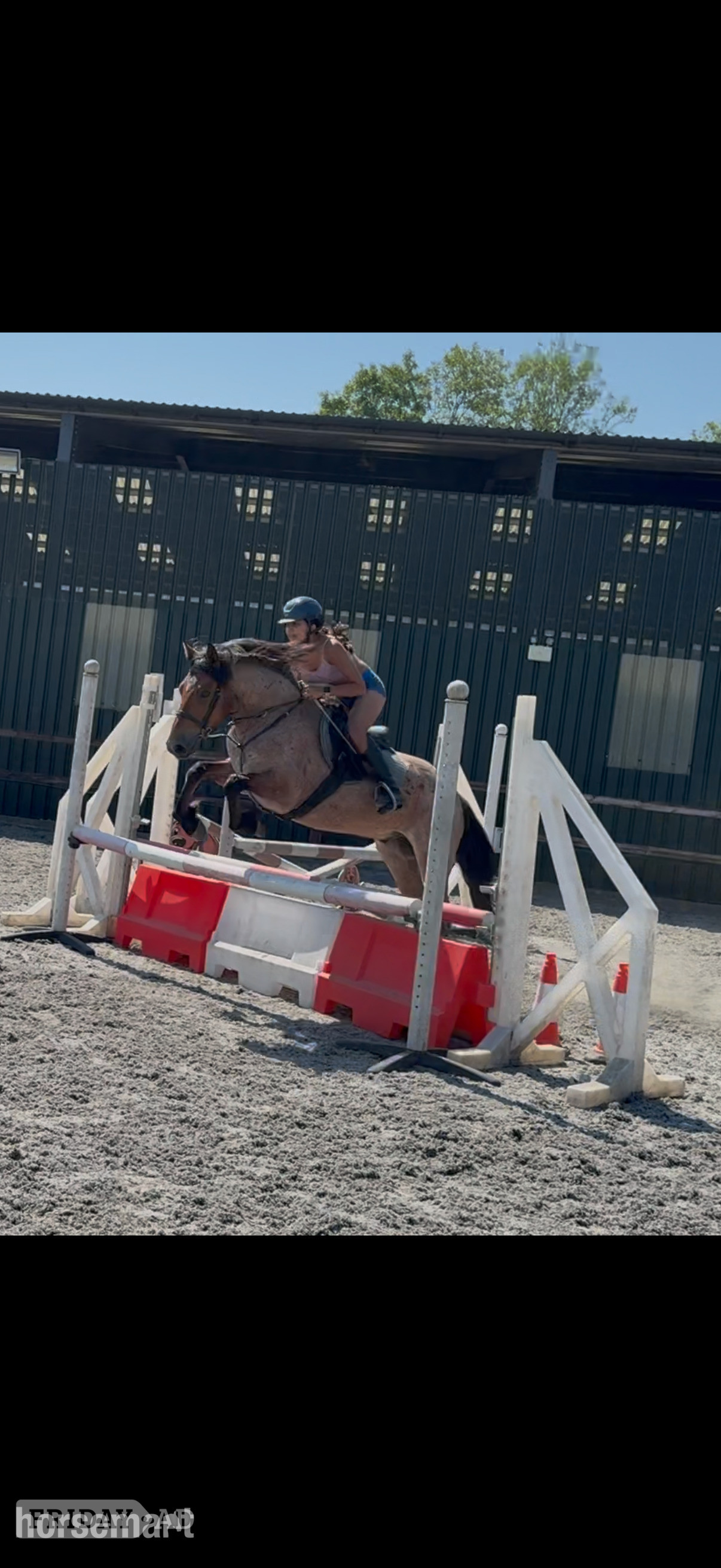 "Mr Pink " Strawberry Roan Gelding All Rounder in Bratton