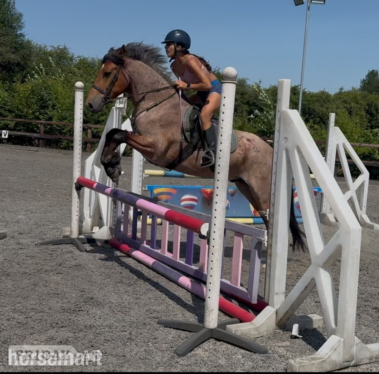 "Mr Pink " Strawberry Roan Gelding All Rounder