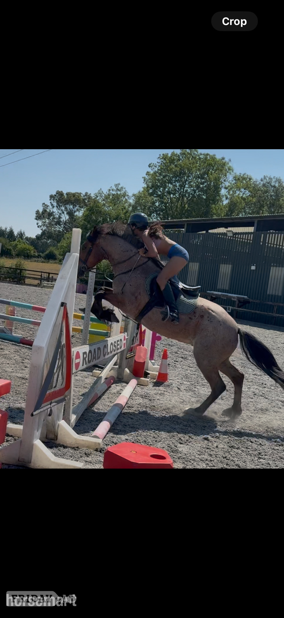 Bratton "Mr Pink " Strawberry Roan Gelding All Rounder