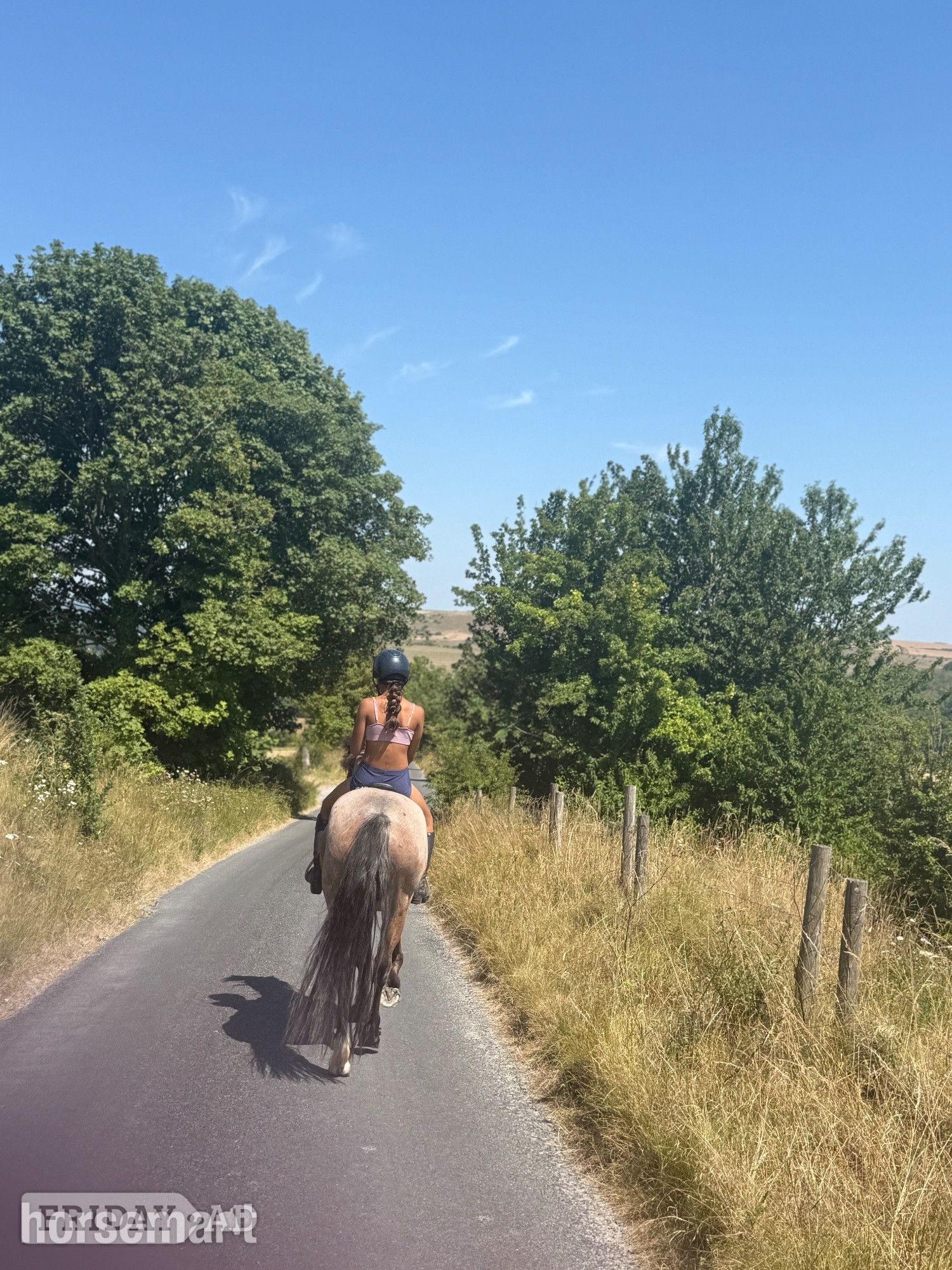 "Mr Pink " Strawberry Roan Gelding All Rounder - Horses in Bratton