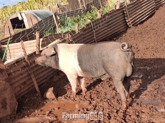Saddleback boar hire
