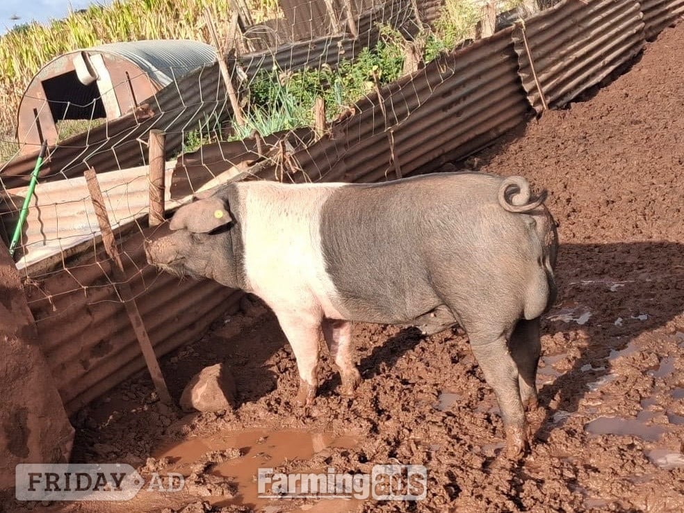 Saddleback boar hire in Taunton