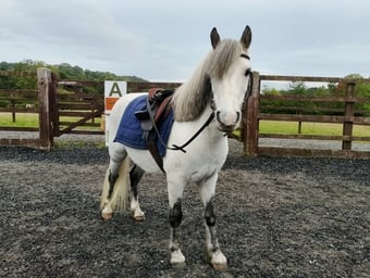 "Sonic" Grey Gelding All Rounder