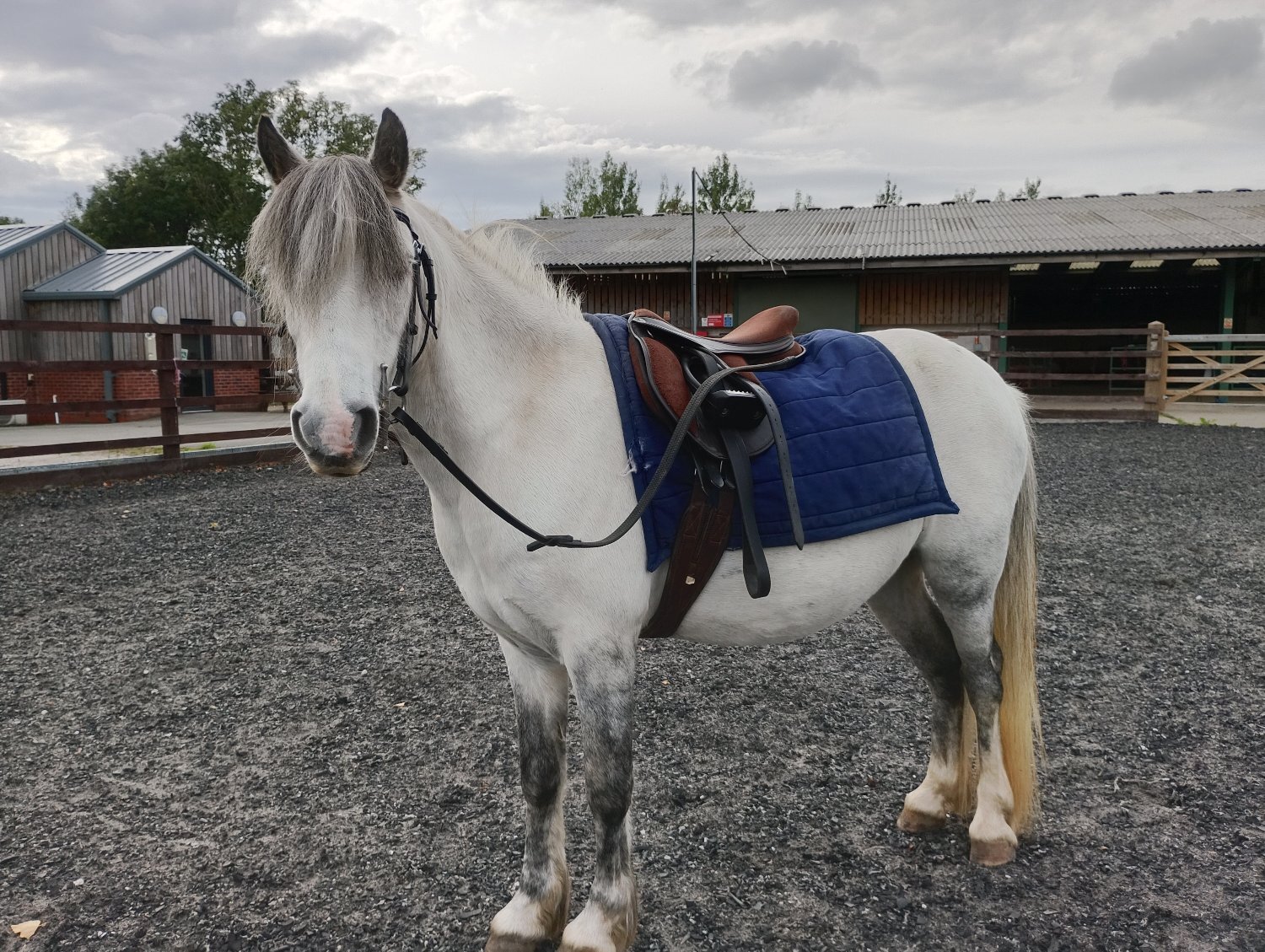 "Sonic" Grey Gelding All Rounder