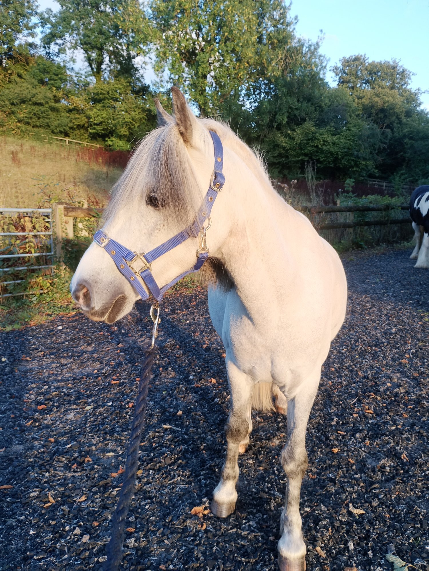 Llanfynydd "Sonic" Grey Gelding All Rounder