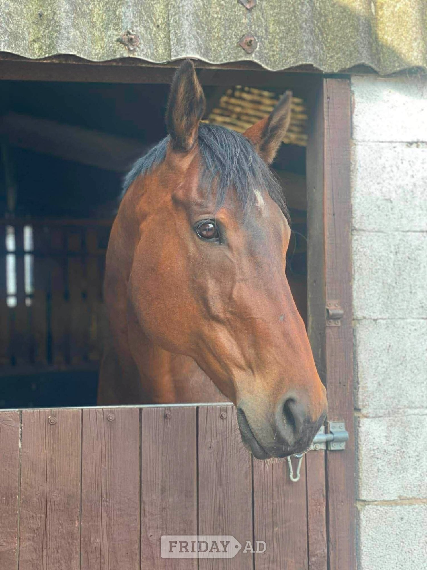"The Doha Express 'Dan'" Bay Gelding Ex Racehorse