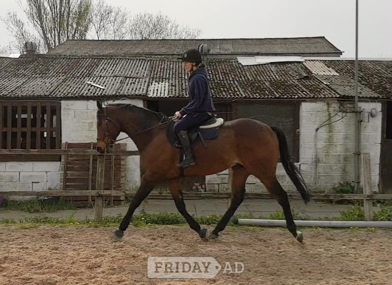"The Doha Express 'Dan'" Bay Gelding Ex Racehorse - Horses