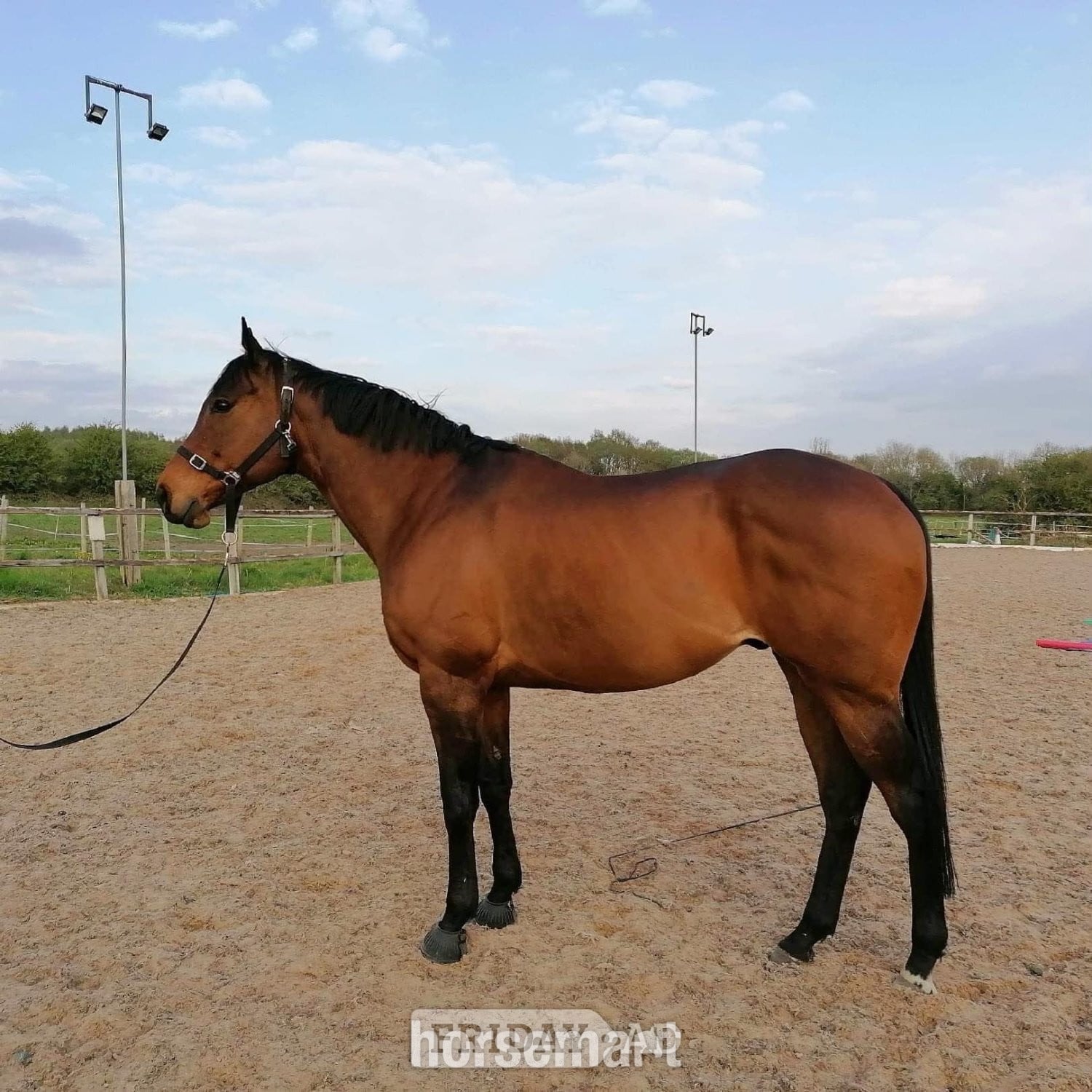"The Doha Express 'Dan'" Bay Gelding Ex Racehorse - Horses in Goole