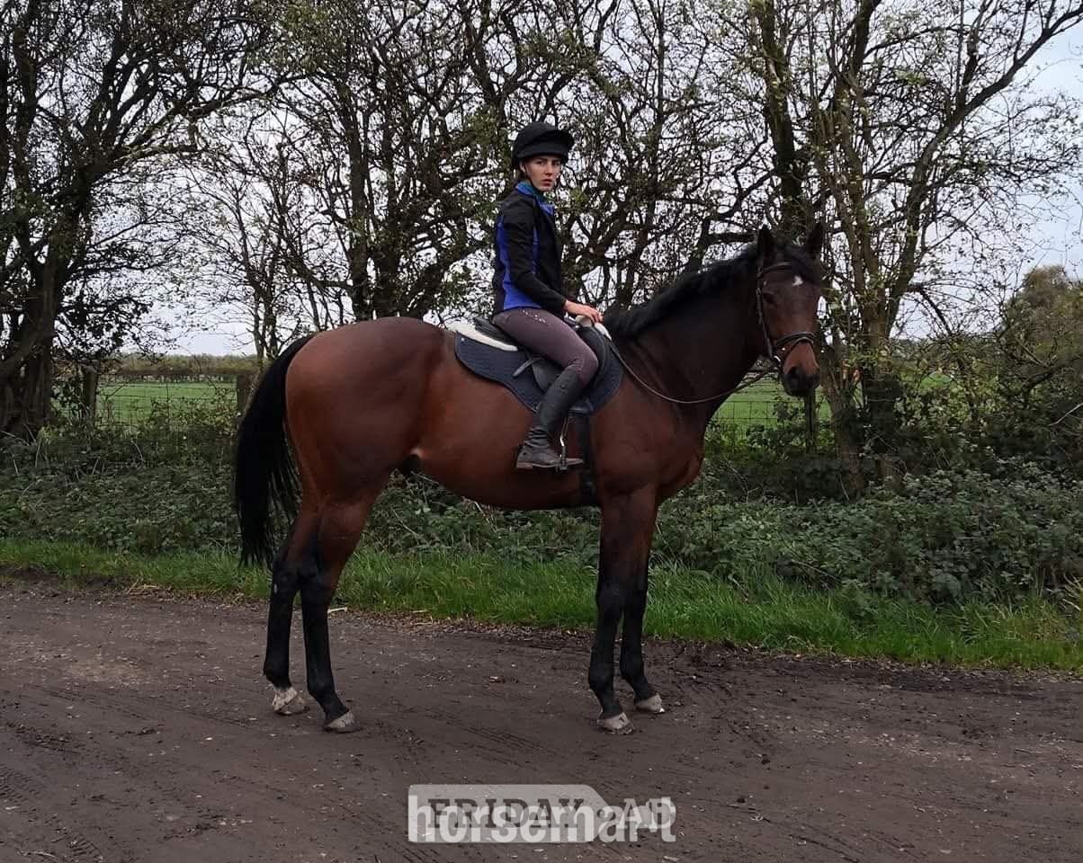 Goole "The Doha Express 'Dan'" Bay Gelding Ex Racehorse