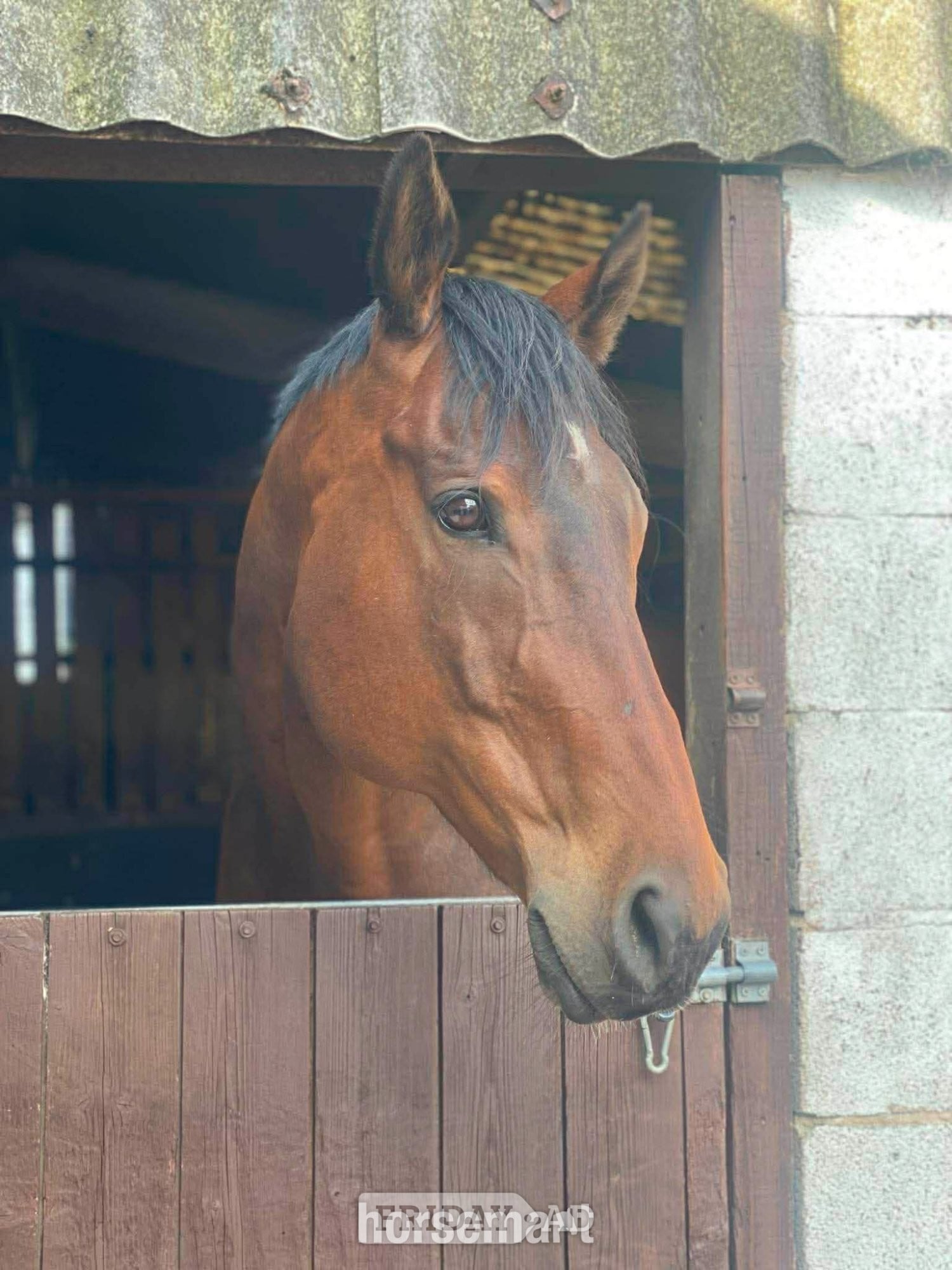 "The Doha Express 'Dan'" Bay Gelding Ex Racehorse