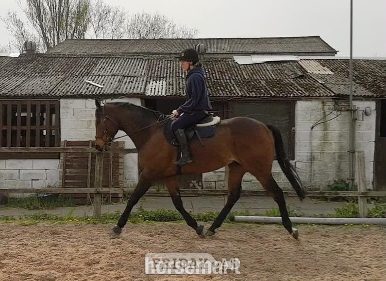 "The Doha Express 'Dan'" Bay Gelding Ex Racehorse - 