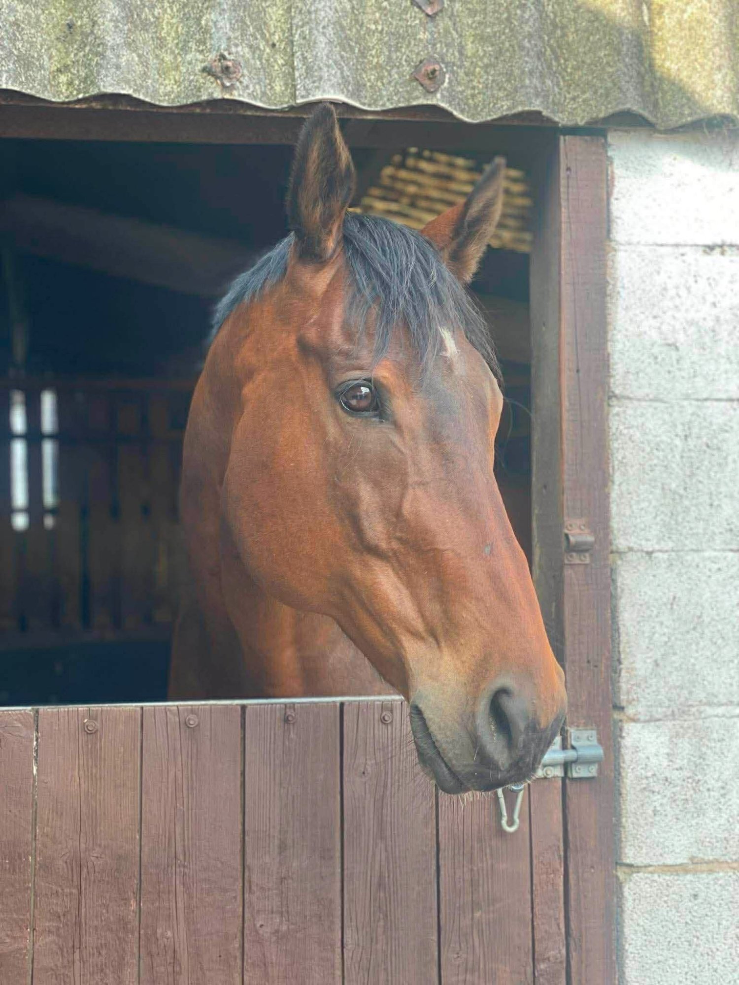"The Doha Express 'Dan'" Bay Gelding Ex Racehorse