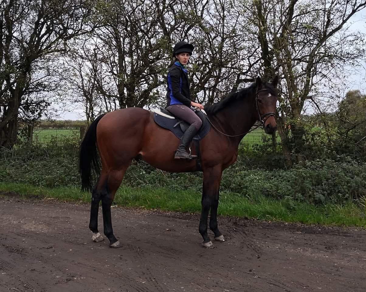 Goole "The Doha Express 'Dan'" Bay Gelding Ex Racehorse