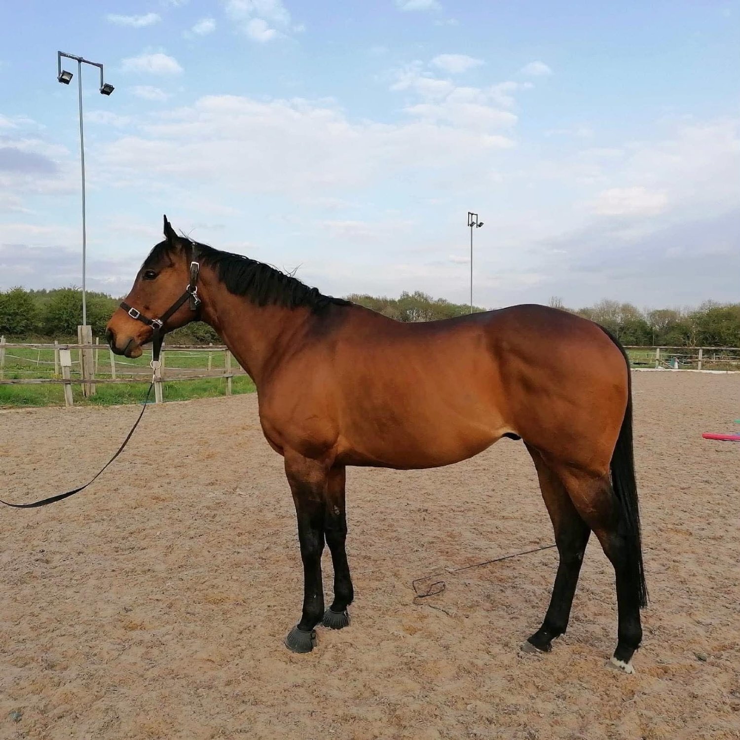 "The Doha Express 'Dan'" Bay Gelding Ex Racehorse - Horses in Goole