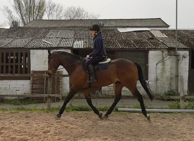 "The Doha Express 'Dan'" Bay Gelding Ex Racehorse - Horses