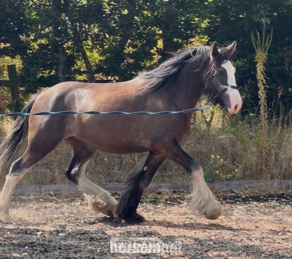 "Logan "  Gelding Cob/Heavy Horse in Wolverhampton