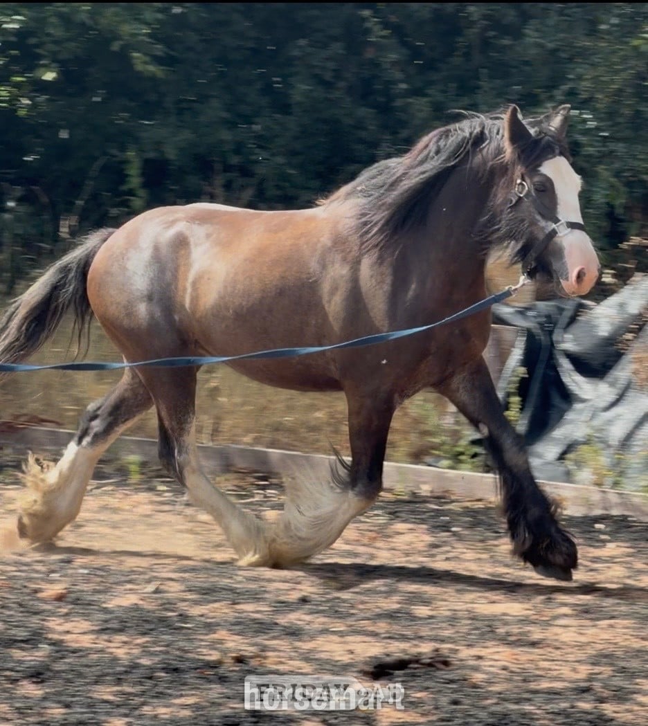 "Logan "  Gelding Cob/Heavy Horse