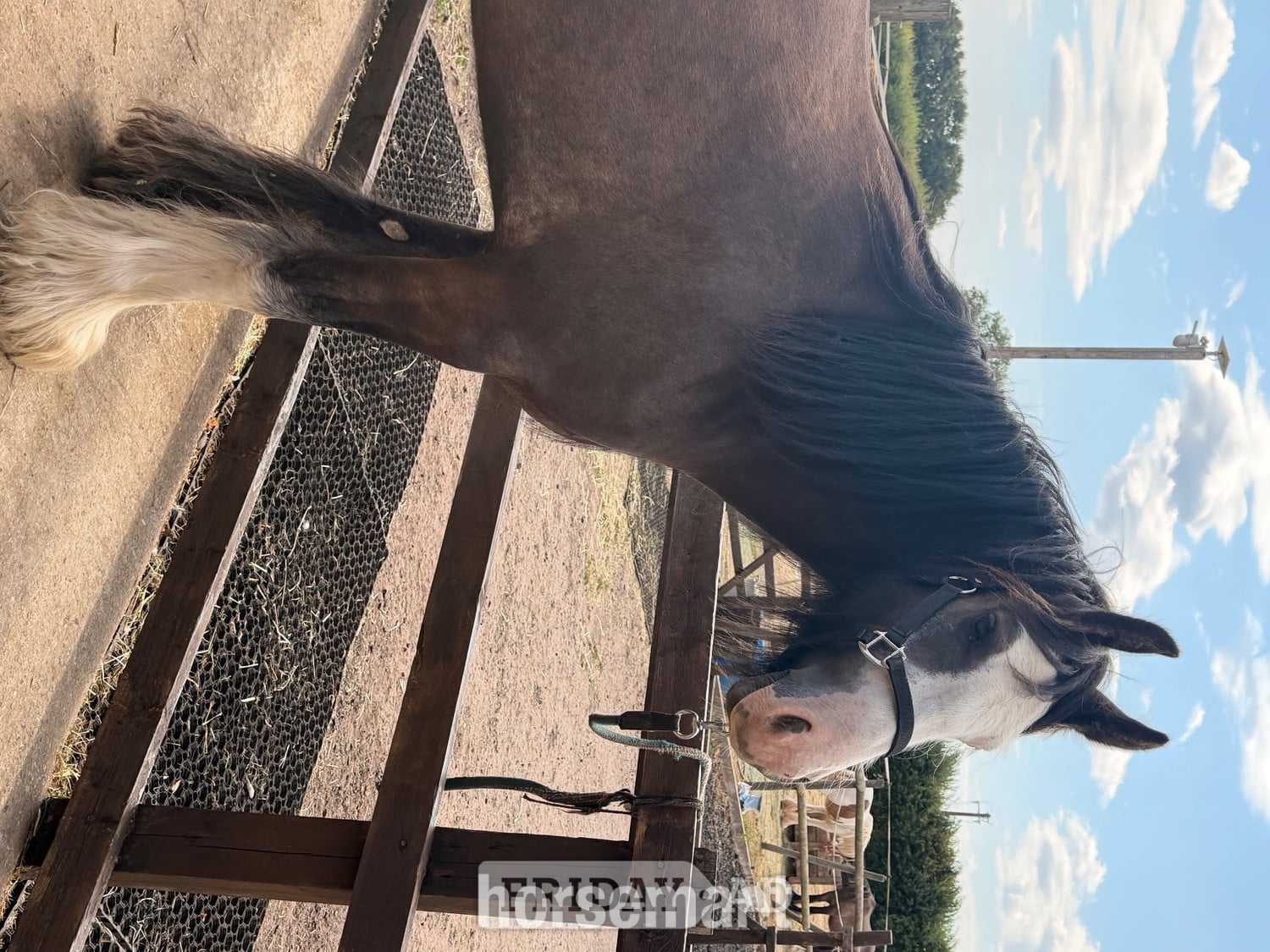 Wolverhampton "Logan "  Gelding Cob/Heavy Horse