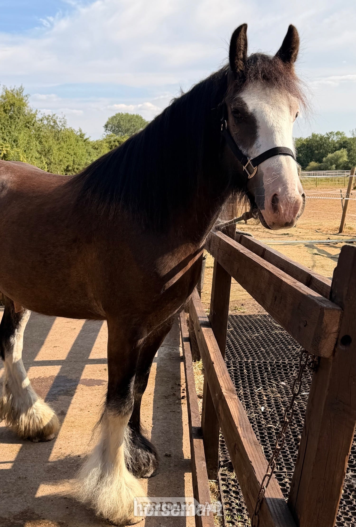 "Logan "  Gelding Cob/Heavy Horse - Horses in Wolverhampton