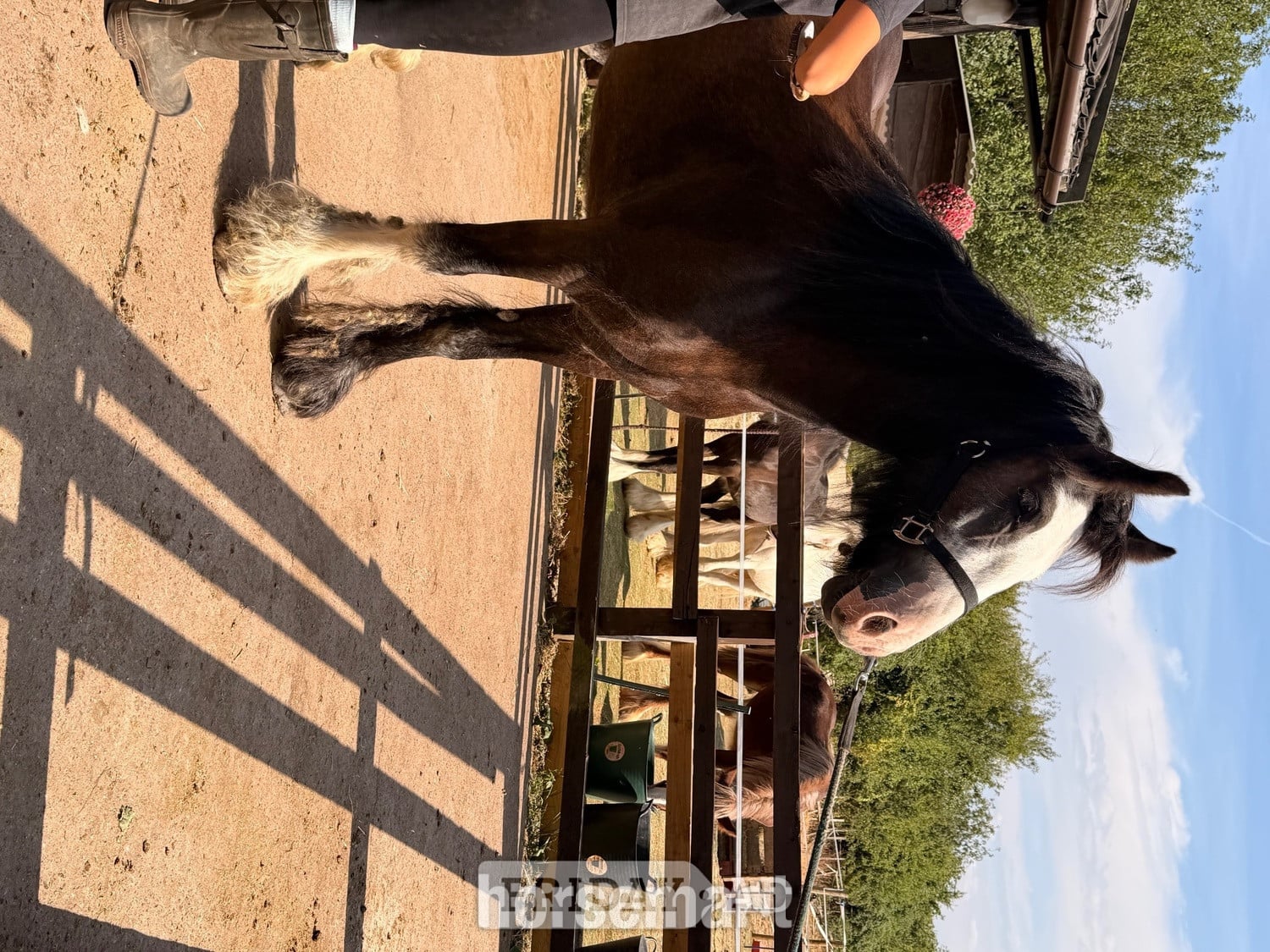 "Logan "  Gelding Cob/Heavy Horse - Horses
