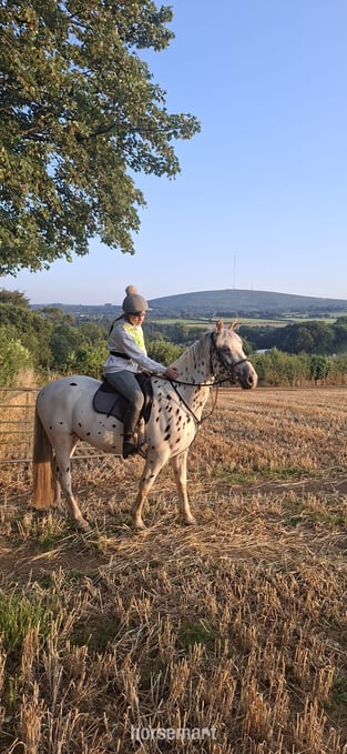 "Tin Tin" Leopard Spot Gelding All Rounder