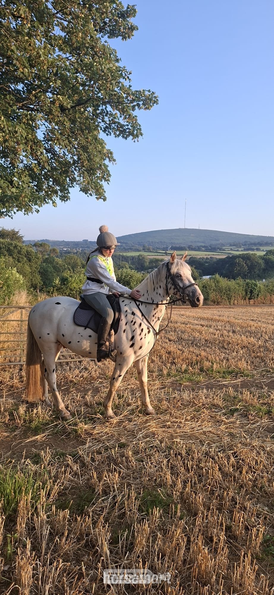 "Tin Tin" Leopard Spot Gelding All Rounder in Accott