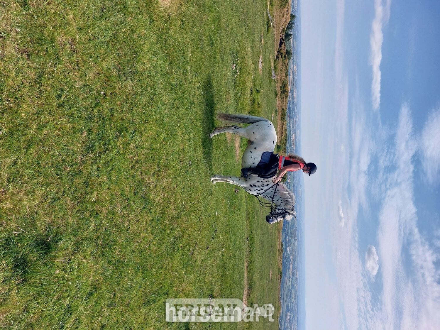 "Tin Tin" Leopard Spot Gelding All Rounder