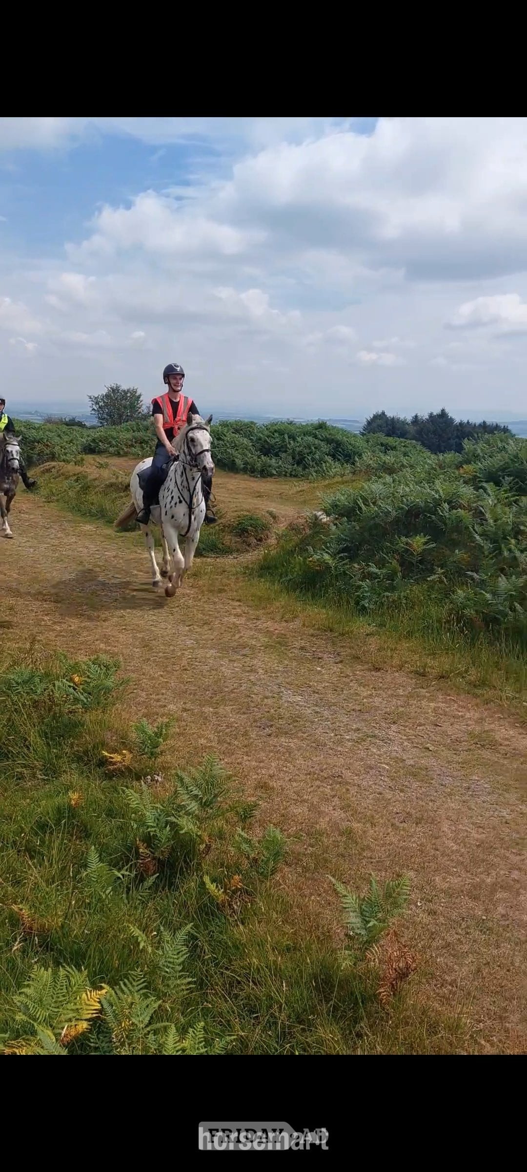 Accott "Tin Tin" Leopard Spot Gelding All Rounder