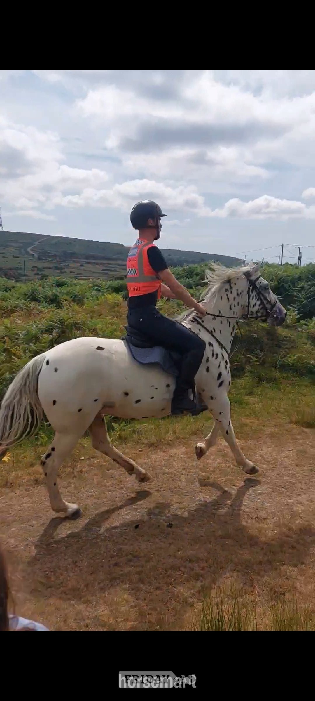 "Tin Tin" Leopard Spot Gelding All Rounder - Horses in Accott