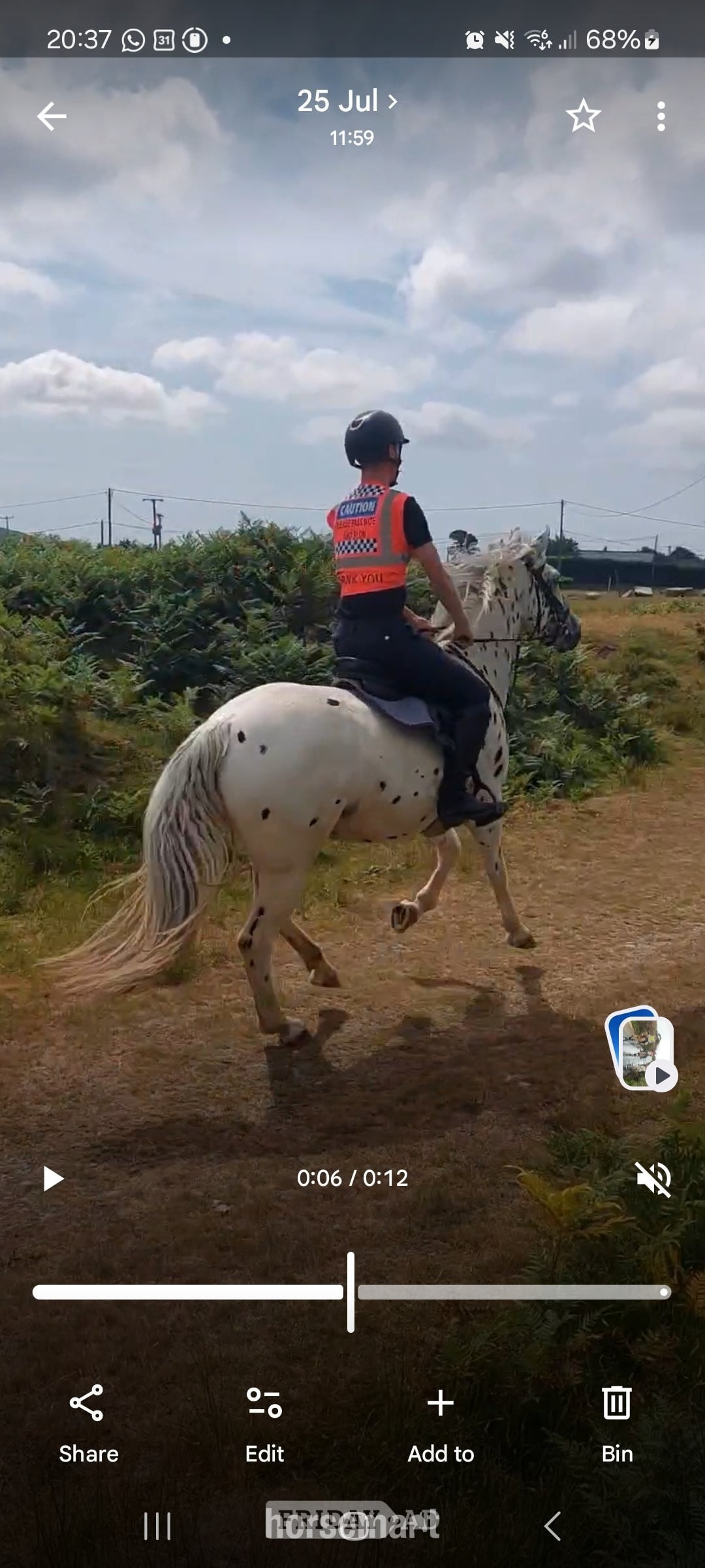 "Tin Tin" Leopard Spot Gelding All Rounder - Horses