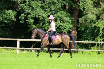 "Riverdale Othello " Bay Gelding All Rounder